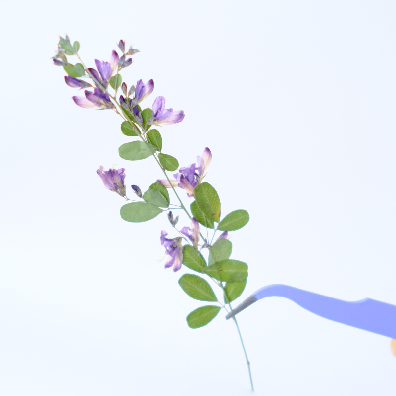 6pcs,nature Lespedeza Formosa  - Dried Flower Bookmark のレビューと価格