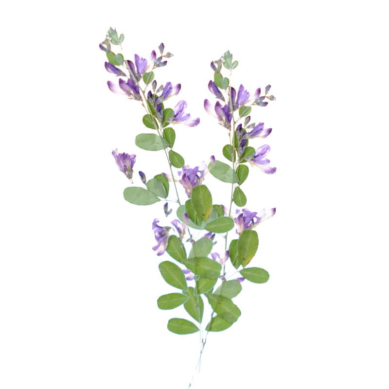 6pcs,nature Lespedeza Formosa  - Dried Flower Bookmark のレビューと価格
