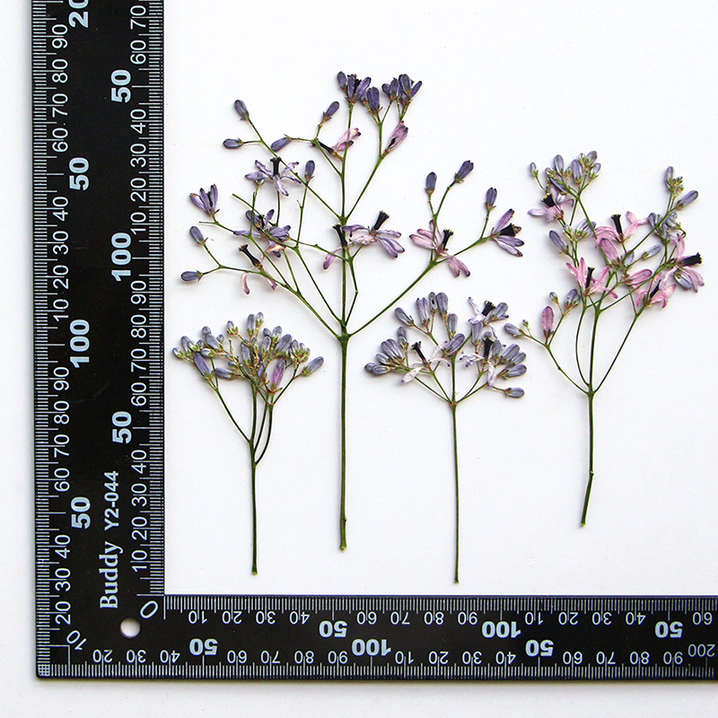 120pcs Pressed Dried Melia aze - Dried Flower Bookmark のレビューと価格
