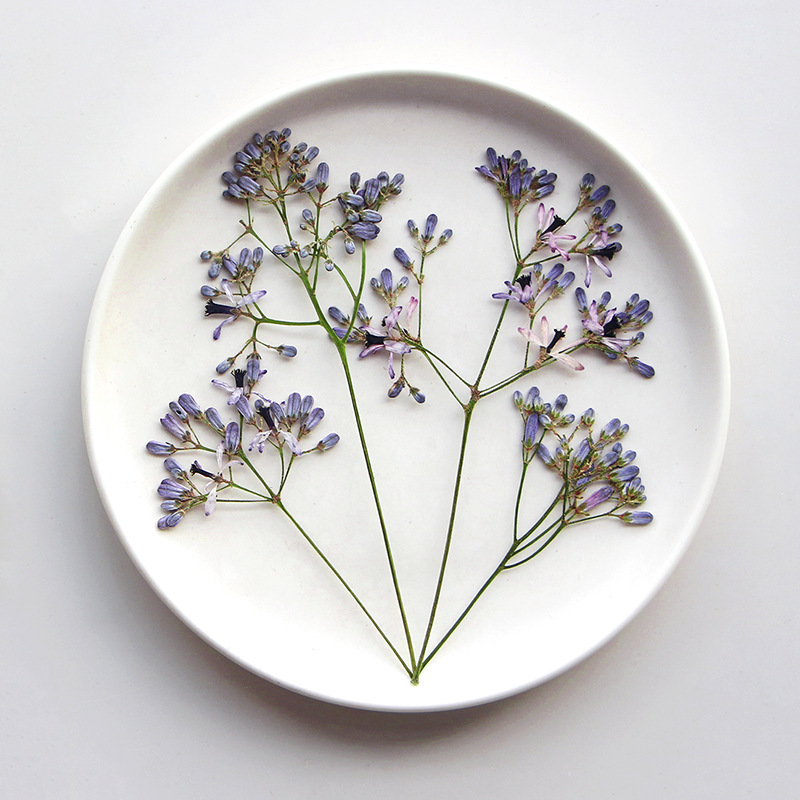 120pcs Pressed Dried Melia aze - Dried Flower Bookmark のレビューと価格