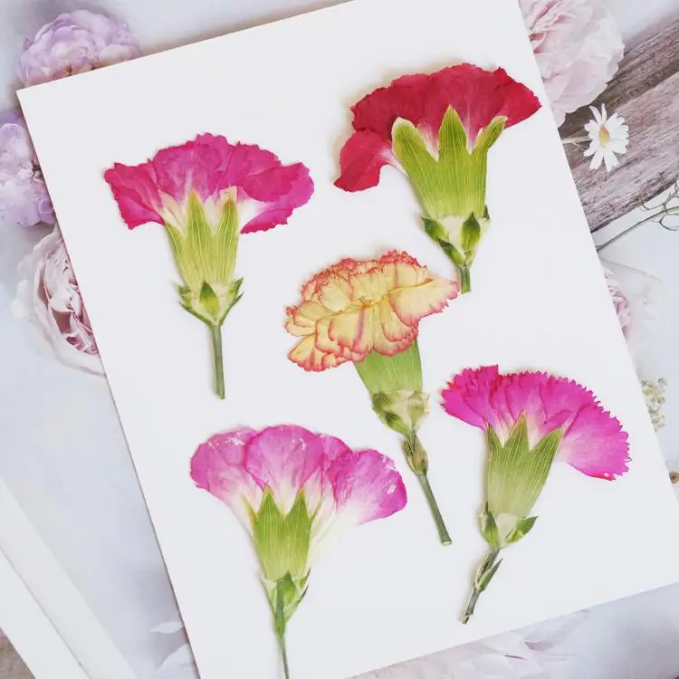 6pcs/4-7cm,Carnation dried flo - Dried Flower Bookmark のレビューと価格