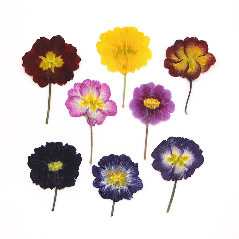48Pcs European Primrose Teachi - Dried Flower Bookmark のレビューと価格