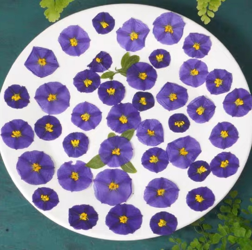 100pcs Pressed Dried Lycianthe - Dried Flower Bookmark のレビューと価格