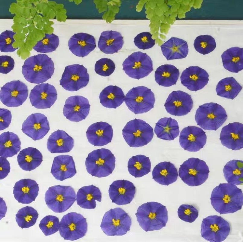 100pcs Pressed Dried Lycianthe - Dried Flower Bookmark のレビューと価格