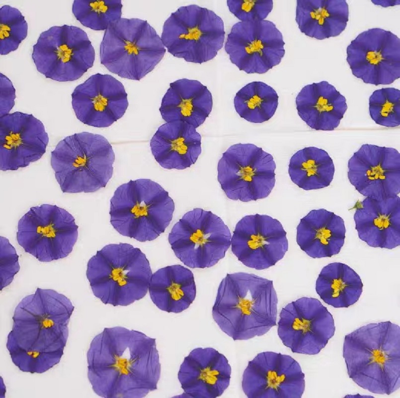 100pcs Pressed Dried Lycianthe - Dried Flower Bookmark のレビューと価格