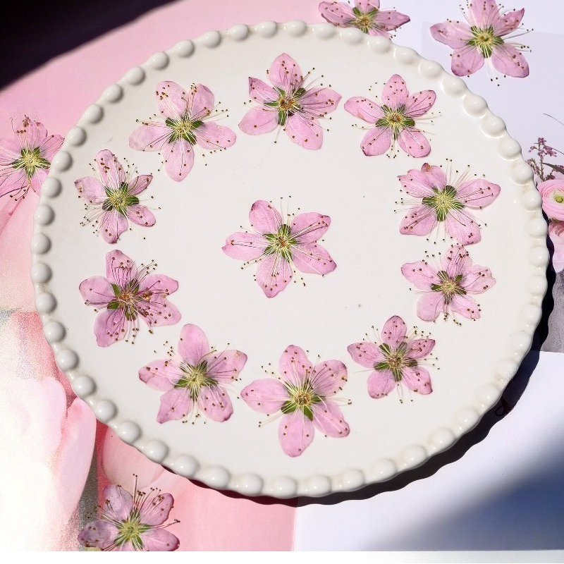 3-4cm./6pcs,Pink Peach Blossom - Dried Flower Bookmark のレビューと価格