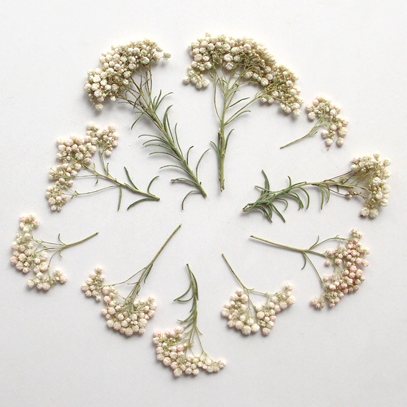 12pcs,Nature Millet flower bra - Dried Flower Bookmark のレビューと価格