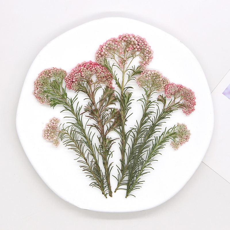 12pcs,Nature Millet flower bra - Dried Flower Bookmark のレビューと価格