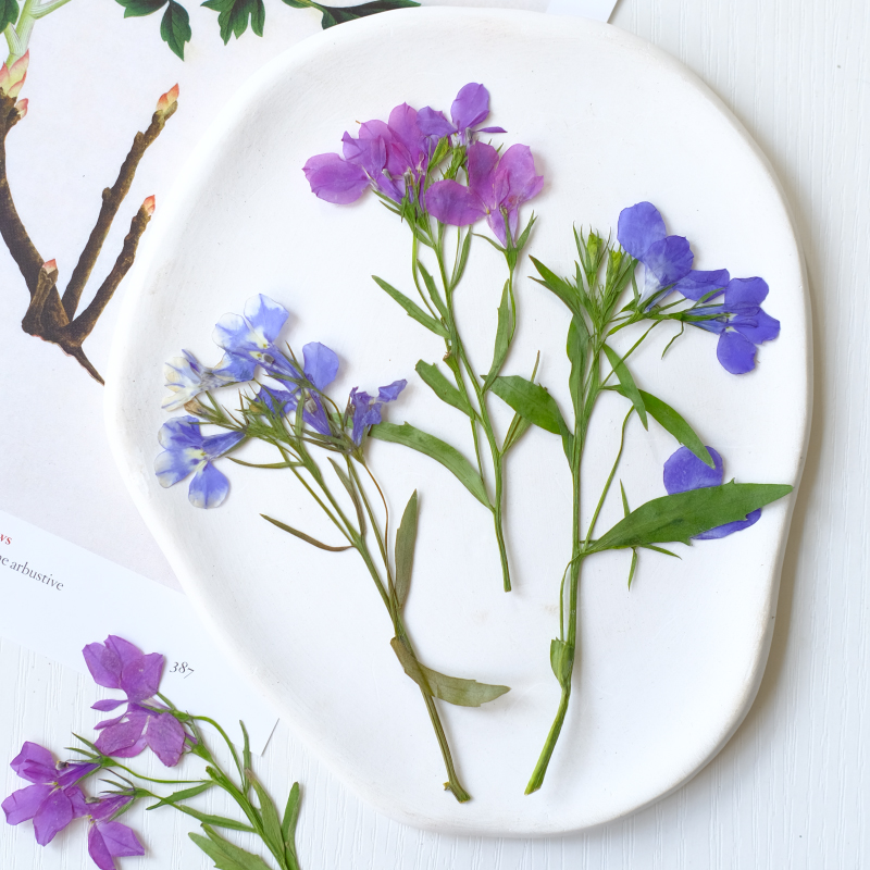 6pcs/8-13cm,nature Lobelia Eri - Dried Flower Bookmark のレビューと価格