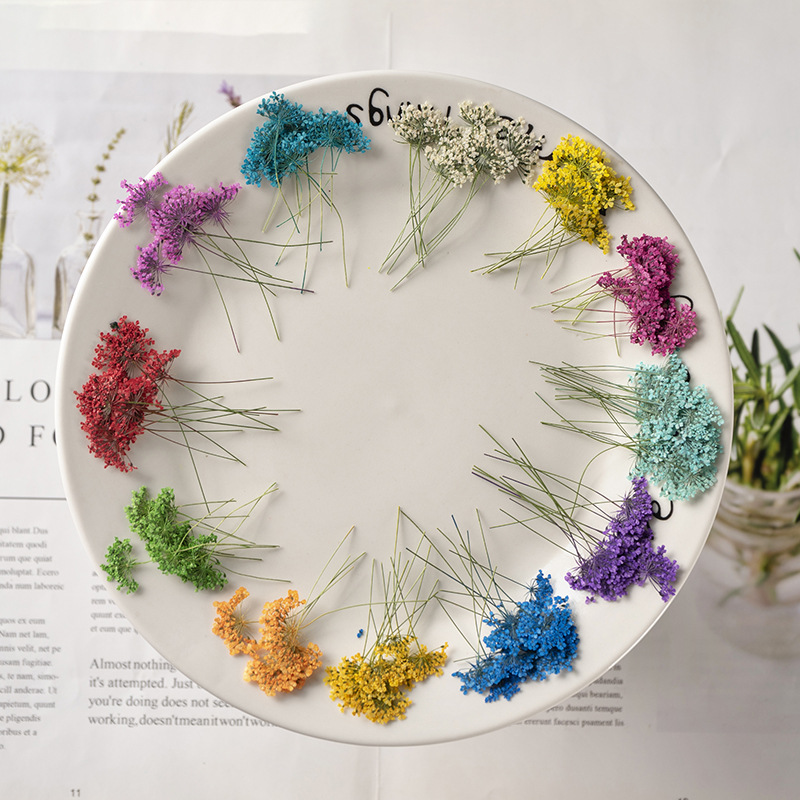 48Pcs Vibrant Colored Small Sn - Dried Flower Bookmark のレビューと価格
