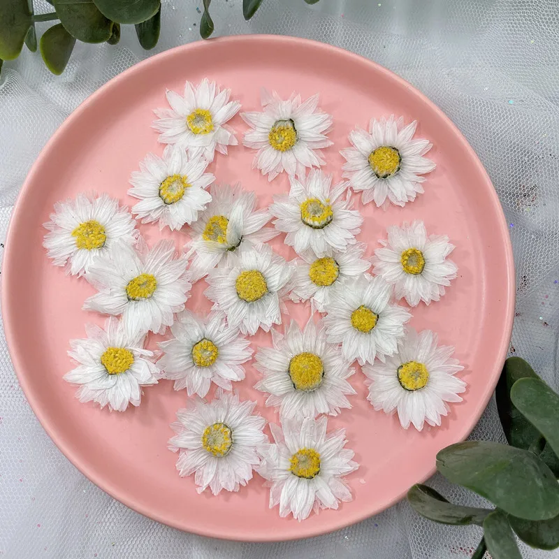 24pcs/2-4CM,Natural Pressed Fl - Dried Flower Bookmark のレビューと価格