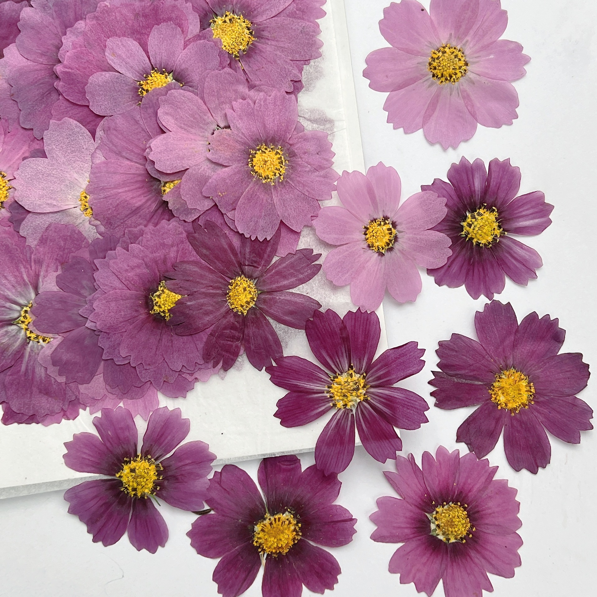 100Pcs Cosmos Dried Flower Pre - Dried Flower Bookmark のレビューと価格