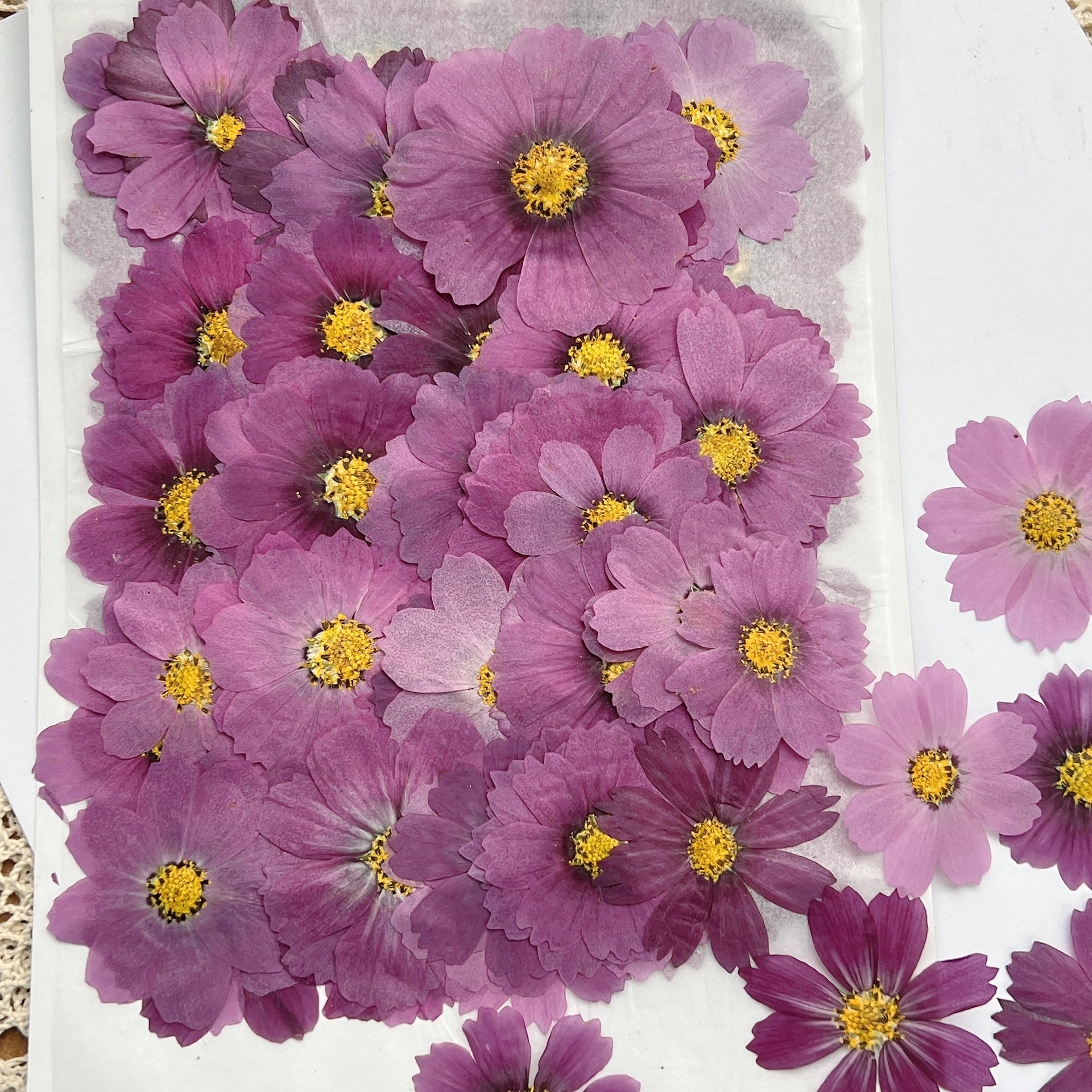 100Pcs Cosmos Dried Flower Pre - Dried Flower Bookmark のレビューと価格