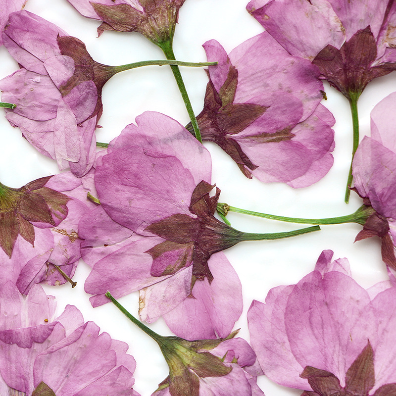 36Pcs Natural Dried Flower Pre - Dried Flower Bookmark のレビューと価格