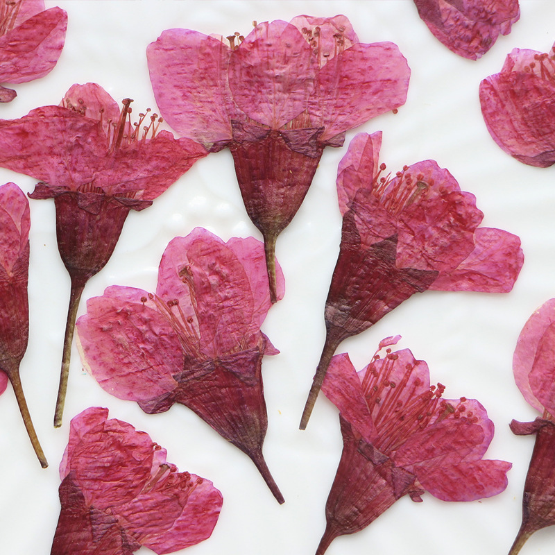 36Pcs Natural Dried Flower Pre - Dried Flower Bookmark のレビューと価格