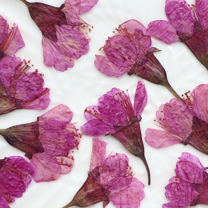 36Pcs Natural Dried Flower Pre - Dried Flower Bookmark のレビューと価格