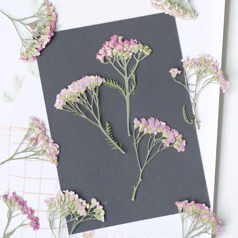 60pcs Pressed Dried Yarrow Ach - Dried Flower Bookmark のレビューと価格