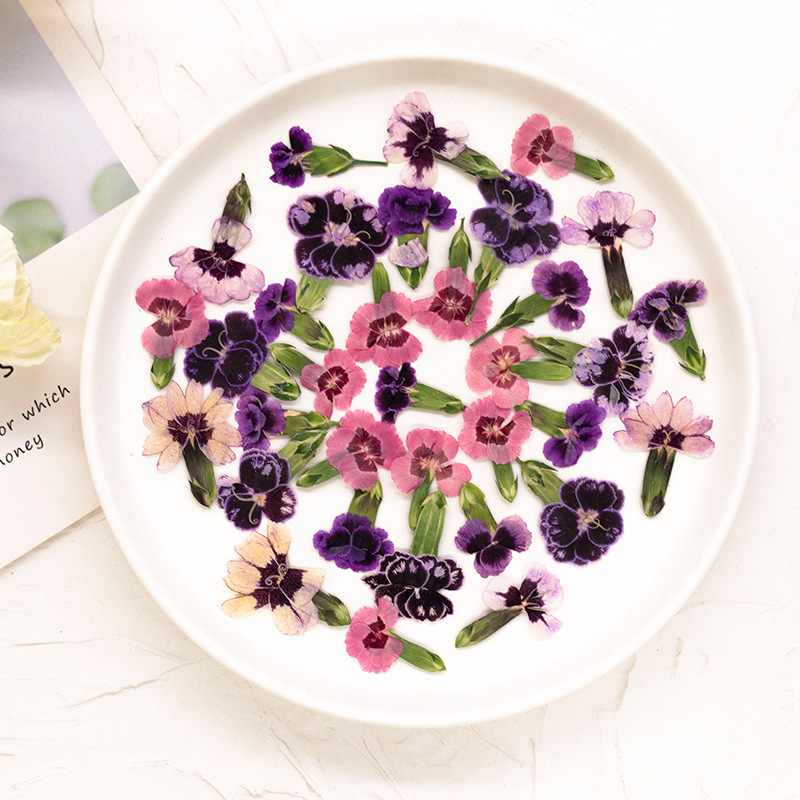 24pcs,Pressed Dried Dianthus F - Dried Flower Bookmark のレビューと価格