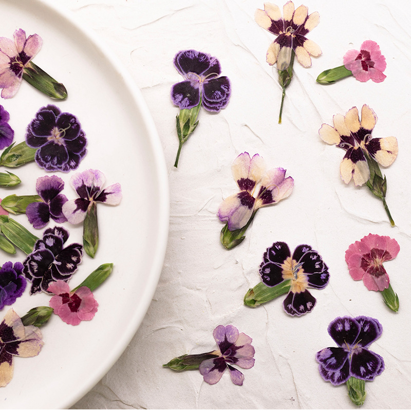 24pcs,Pressed Dried Dianthus F - Dried Flower Bookmark のレビューと価格