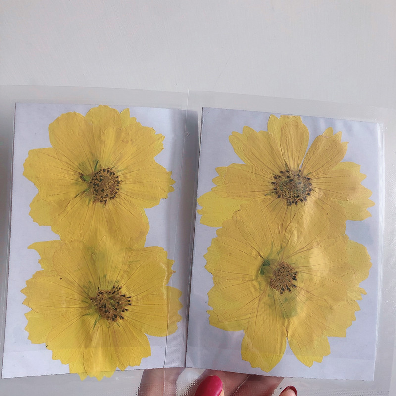 36Pcs Large Cosmos Flower Drie - Dried Flower Bookmark のレビューと価格