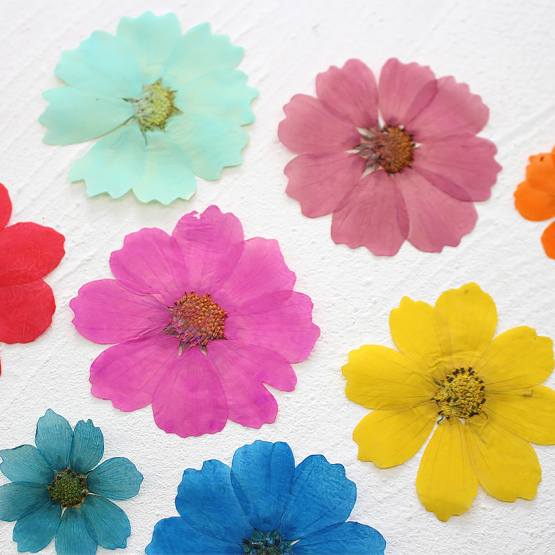 36Pcs Large Cosmos Flower Drie - Dried Flower Bookmark のレビューと価格