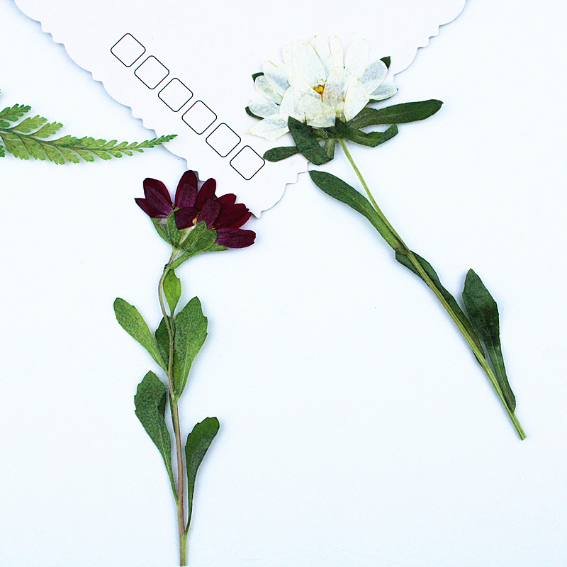 24pcs,Mini Chrysanthemum Press - Dried Flower Bookmark のレビューと価格
