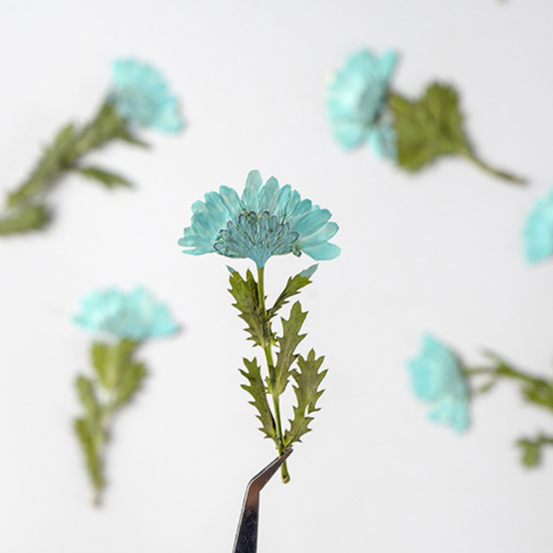 5-8cm/24pcs,Side pressed cryst - Dried Flower Bookmark のレビューと価格
